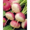 Ρέβα Δίχρωμη Purple Top White Globe 500gr